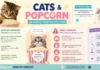 Can Cats Eat Popcorn? What’s Safe, What’s Risky, and When to Call a Vet Can Cats Eat Popcorn?
