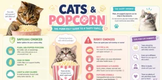 Can Cats Eat Popcorn? What’s Safe, What’s Risky, and When to Call a Vet Can Cats Eat Popcorn?