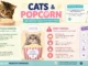 Can Cats Eat Popcorn? What’s Safe, What’s Risky, and When to Call a Vet Can Cats Eat Popcorn?