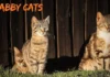 Tabby Cats Explained: Complete Guide to Patterns, Personality, Genetics, and Care for U.S. Owners Tabby Cats