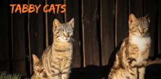 Tabby Cats Explained: Complete Guide to Patterns, Personality, Genetics, and Care for U.S. Owners Tabby Cats