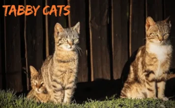 Tabby Cats Explained: Complete Guide to Patterns, Personality, Genetics, and Care for U.S. Owners Tabby Cats