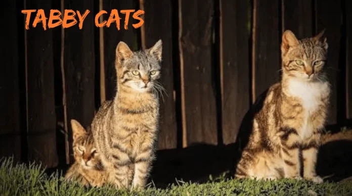 Tabby Cats Tabby Cats