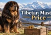 Tibetan Mastiff Price in the U.S.: What Puppies and Ownership Really Cost Tibetan Mastiff Price