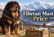 Tibetan Mastiff Price in the U.S.: What Puppies and Ownership Really Cost Tibetan Mastiff Price