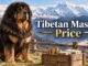 Tibetan Mastiff Price in the U.S.: What Puppies and Ownership Really Cost Tibetan Mastiff Price