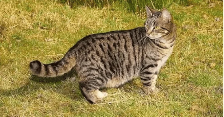 Why Do Tabbies Have an M on the Forehead?