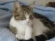 Tabby Cats Explained: Complete Guide to Patterns, Personality, Genetics, and Care for U.S. Owners tabby cat